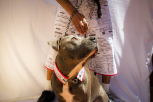 Multa Dog Collar